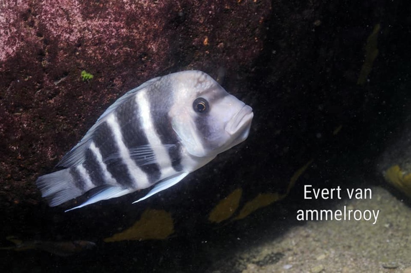 Cyphotilapia gibberosa 'Sumbu NP'